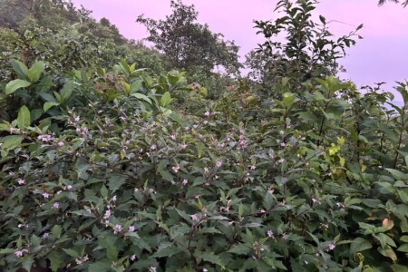 भटकंती वाघजाई घाट आणि तेल्याच्या नाळेची